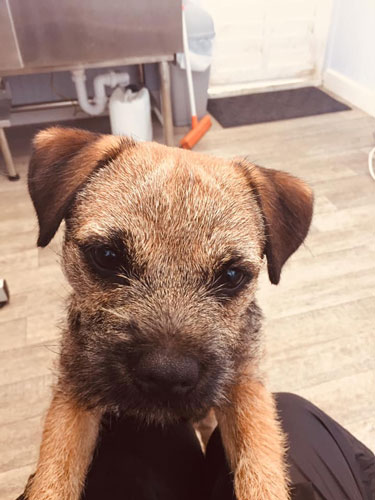 Dog in groomers in Norwich