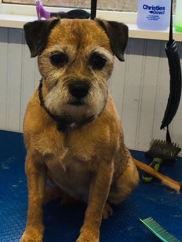 Dog in groomers in Norwich