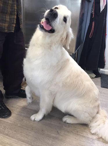 Dog in groomers in Norwich